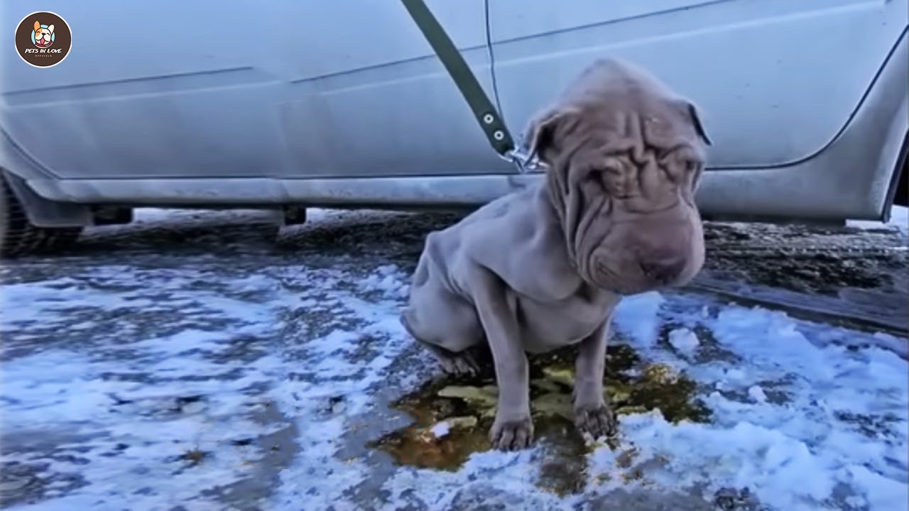 Никогда прежде не любимый, он молча плакал, когда его обнимали и целовали.