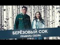 БЕРЕЗОВЫЙ СОК: правила сбора