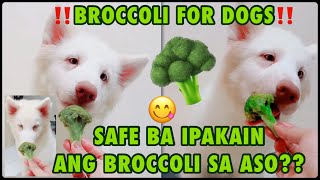 BROCCOLI FOR DOGS!! || CAN DOGS EAT BROCCOLI? || IS IT SAFE???