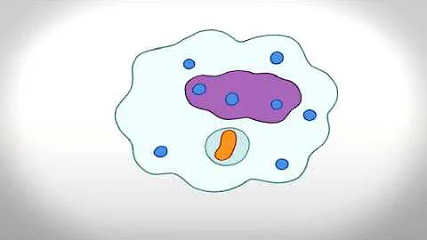 Phagocytosis Animation