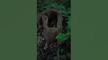 Coolest Tree Stump Ever 🌳🌳🌳 Hollow on the Inside 🌳🌳🌳 But Still Rooted 🌳🌳🌳 Petrified Wood 🌳🌳🌳 Sorta 🌳