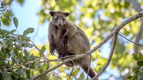 RARE Footage of a Wild Australian Tree Kangaroo!