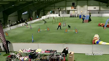 Aussie Moira’s clean run at agility M2 w. a para-handler