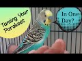 Can a Budgie Be Tamed in One Day?