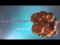 Dna replication  3d