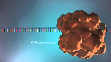 DNA replication - 3D