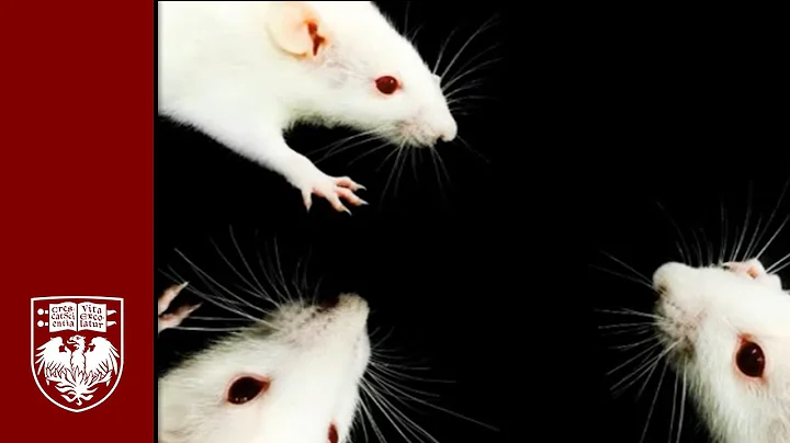 Researchers in neuroscience find that rodents show empathetic behavior toward each other - DayDayNews