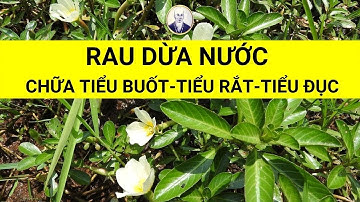 Rau dừa nước có tác dụng chữa trị bệnh TUYỆT VỜI | Chữa Viêm cầu thận tiểu buốt tiểu rắt tiểu đục