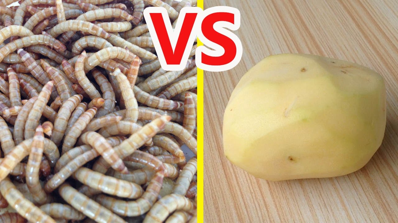 Mealworms crazily eat potatoes YouTube