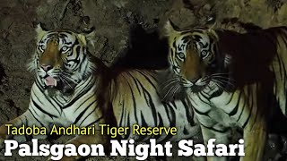 Tadoba Andhari Tiger Reserve || Palasgaon Night Safari Full Episode