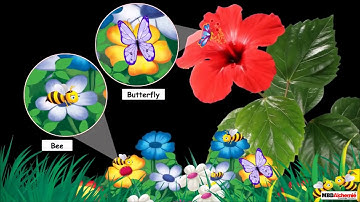 The Valley of Flowers | Flowers and their Importance | EVS | Class 4