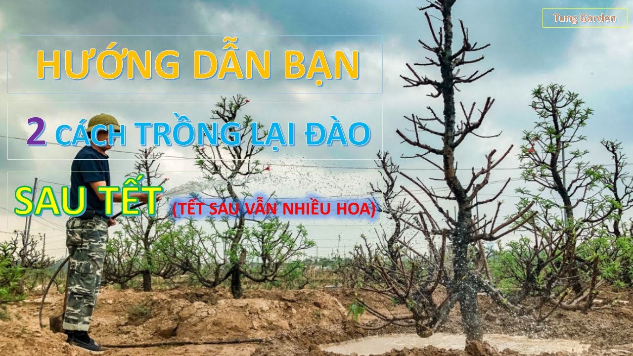2 Cách Trồng Lại Cây Đào Sau Tết | Cách Trồng Lại Cây Đào Vào Chậu | Cách Trồng Lại Cây Đào Ra Đất