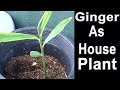 How To Grow GINGER Indoors as Houseplant TIPS Sprouted from Store Bought-Container Gardening Harvest