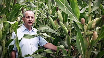 Como plantar milho orgânico?