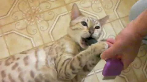 Watch the video about Snow Bengal Khan being brushed