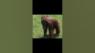 Orangutan: The Gentle Giants of the Forest #orangutan #nature #youtubeshorts