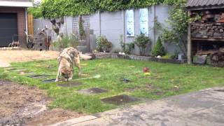 Waterpret In De Tuin