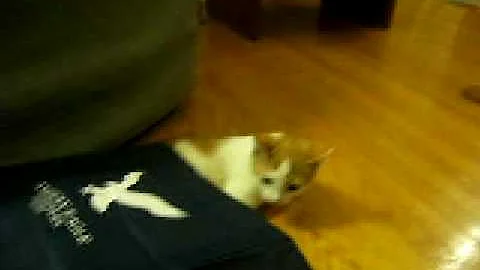 Watch the video about Kitten