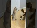 Funny cats 😂 episode 219 #shorts