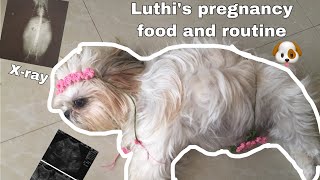 Routine of a pregnant shihtzu| Shihtzu Pregnant Vlog | Lulu the Shihtzu TV