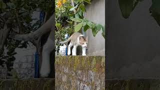 Cute Kitten Luca Walking On The Wall