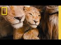 Lion Population and Behavior Insights