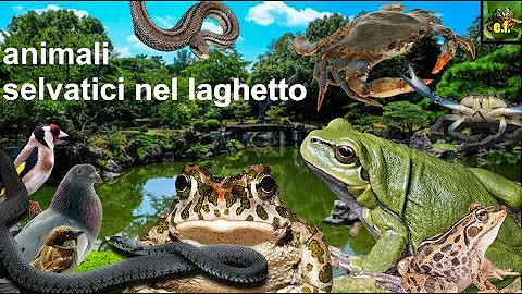 Quale animale nuota nello stagno?