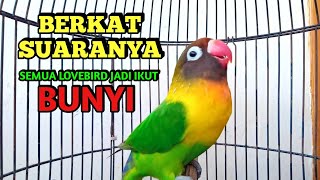 Lovebird Jantan NGEKEK PANJANG Memancing Lovebird apapun ikut BUNYI, Coba Saja, PASTI NYAUT