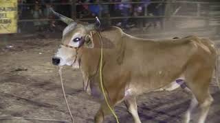 !!CORAZON RANCHERO VS.CHARRITO ENAMORADO DE IGUALA¡¡un toro de rancho san juanito los toros inditos