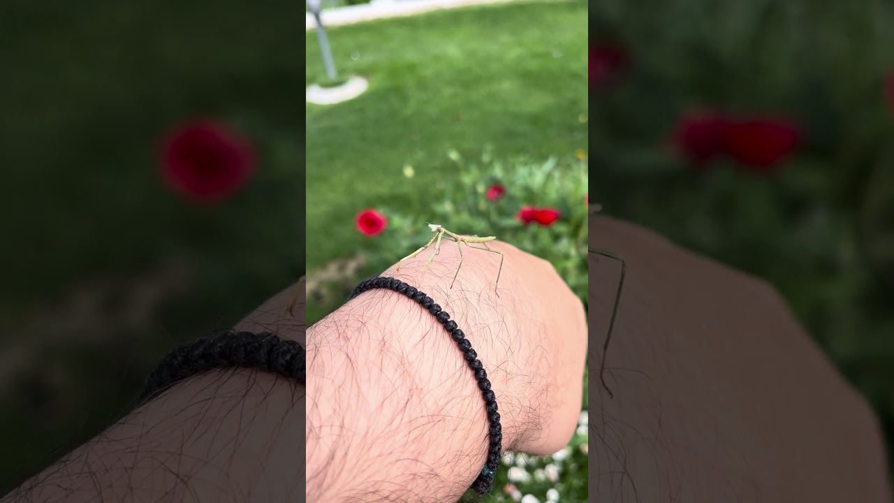 Praying mantis #mantids #garden #miraculousnature