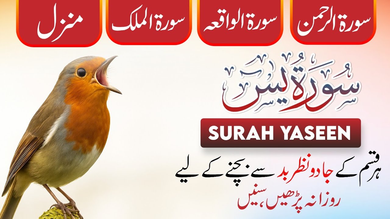 Surah Yaseen 💕 Surah Rehman 🤲 Surah Waqiah | Surah Al-Mulk | Manzil Dua | Dua | Episode_206