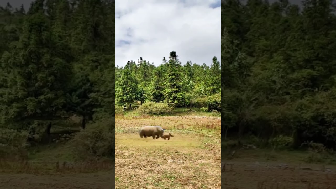 Что пытается сделать этот носорог? Запутанное поведение животных