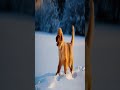 Wait Until You See This: A golden retriever puppy discovering snow for the first time