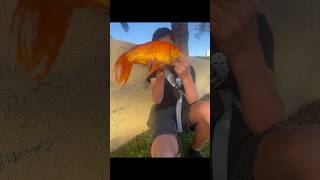 Mythic flopper #fishing #pond #music #goldfish