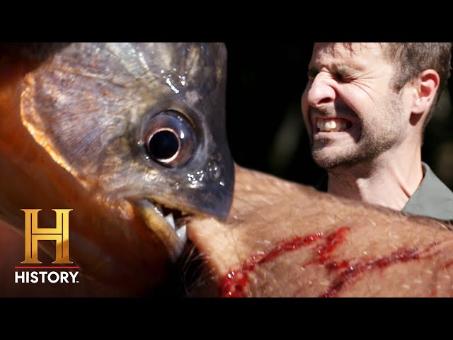 Kings of Pain: 3 CRAZY PAINFUL SEA CREATURE BITES! 