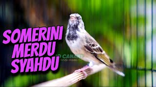 BLACKTHROAT SOMERINI GACOR MERDU - MASTERAN BLACKTHROAT GACOR SUARA JERNIH BUAT KENARI