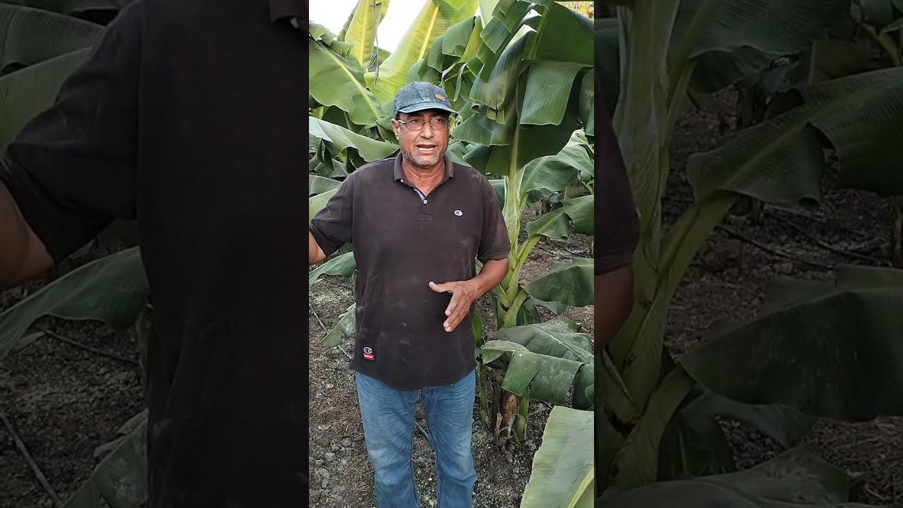 أهم العمليات المطلوبة من تربية وتسميد أمهات ربيعي 2024مهم جدا شارك الكل يستفيد وتعم الفائدة