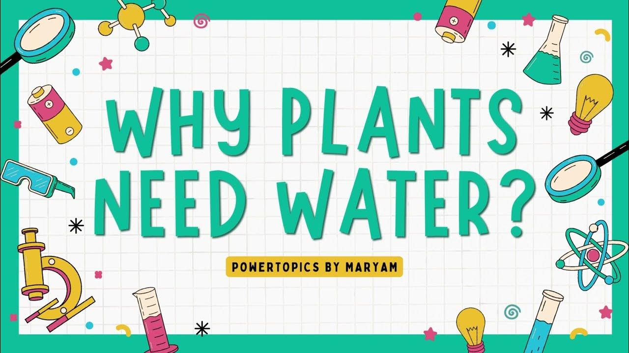 Why do plants need water? YouTube