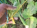 ऑर्गेनिक खेती: सेहत और कमाई का नया रास्ता! 🌿
