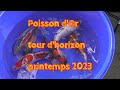 Poisson dor tour dhorizon printemps 2023