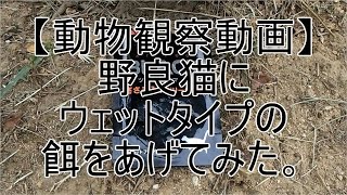 野良猫にウェットタイプの餌をあげてみた。【動物観察動画】