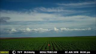 2016 Green Pea Trial