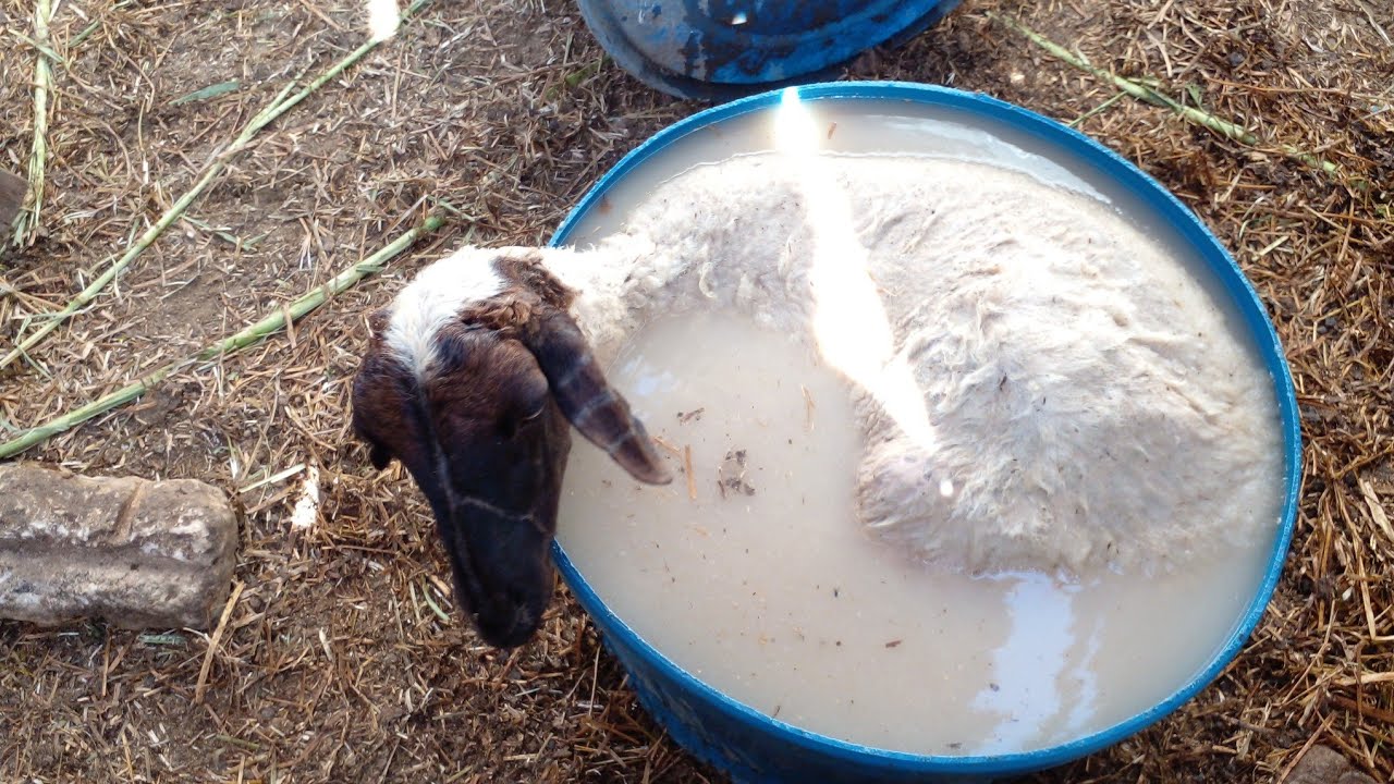 تغطيس الاغنام للتخلص من البراغيت