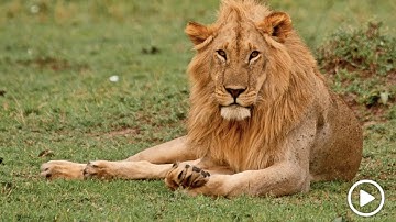 Bé Học Tiếng Anh | Gọi Tên Con Vật | Animal Flashcards & Videos