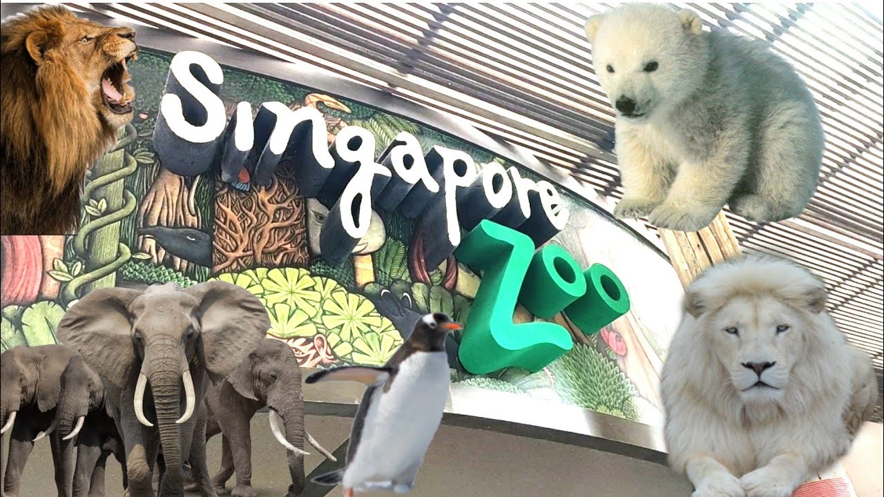 zoo tour singapore