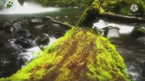 سورة الفاتحه القارئ نشوان السريحي
