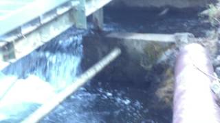 Lamprey Attempting Van Arsdale Fish Ladder on Eel River