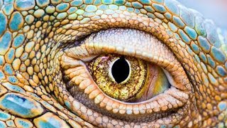 7 Animaux Avec Les Plus Beaux Yeux Du Monde