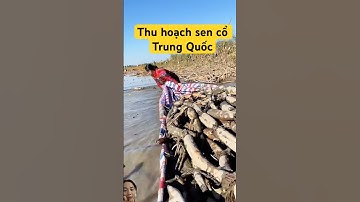 Trung Quốc cực nhọc khi làm nghề thu hoạch củ sen