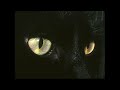 カネコアヤノ/わかりやすい愛、丈夫なからだ (弾き語りカバー)